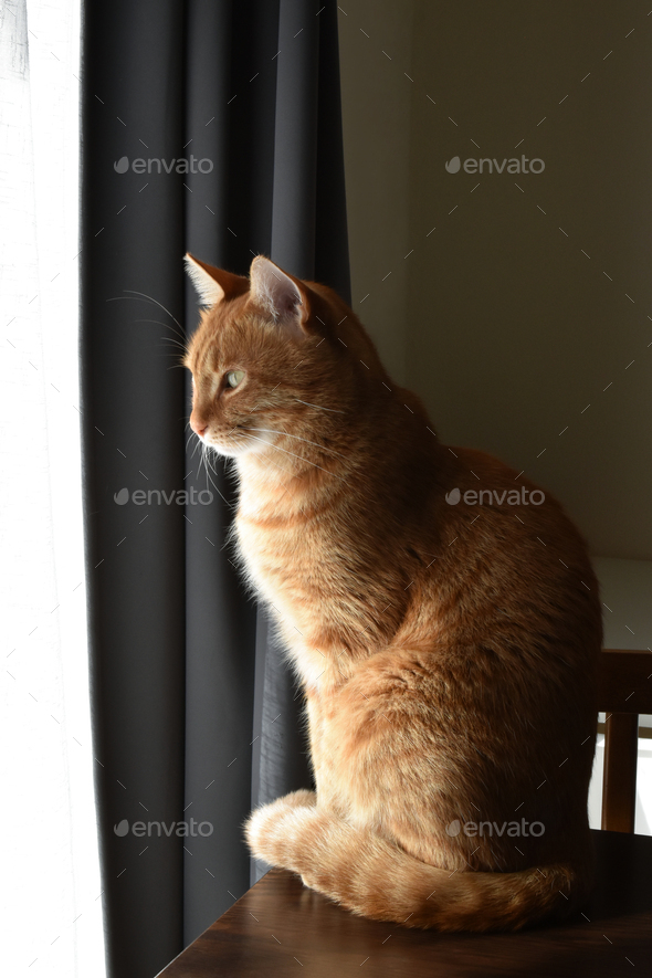 Cat looking out the window at home. Stock Photo by Maliflower73 PhotoDune
